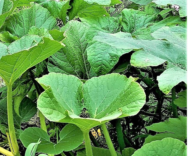 Bishusha Légume - 1 Tas (Bukavu)