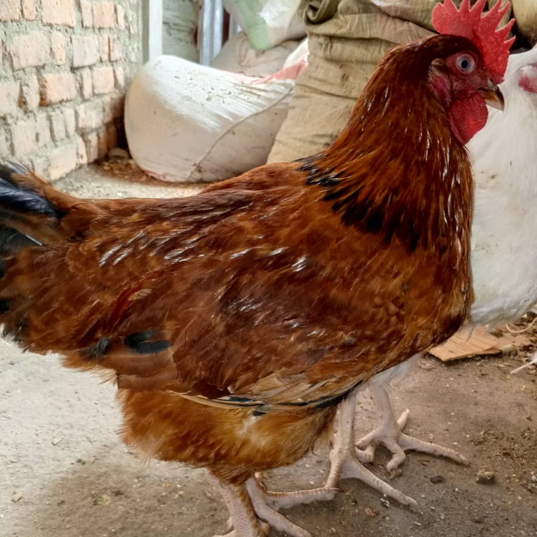 Poule Locale Race Sasso - 2.3 Kg (Bukavu)