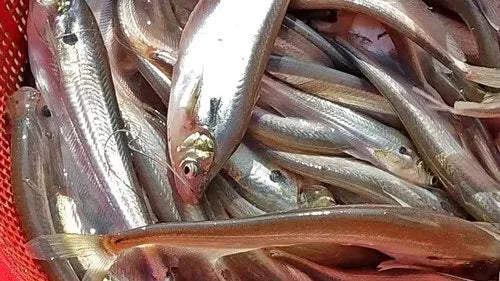 Sambaza Frais - Kg (Bukavu)