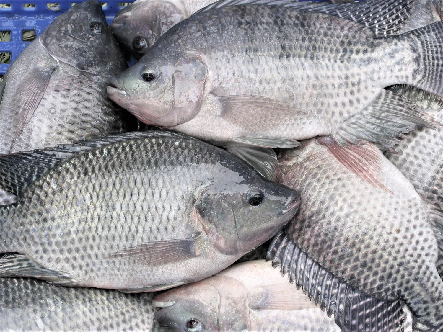 Poisson