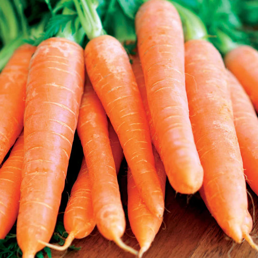 Carottes - 1 Tas (Bukavu)