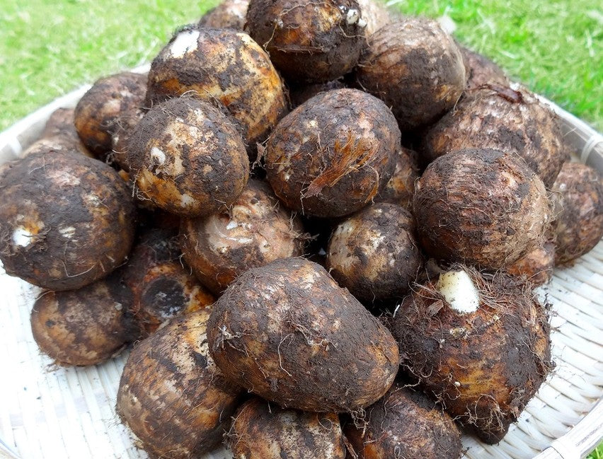 Colocase Blanche Mahole - 1 Tas (Bukavu)