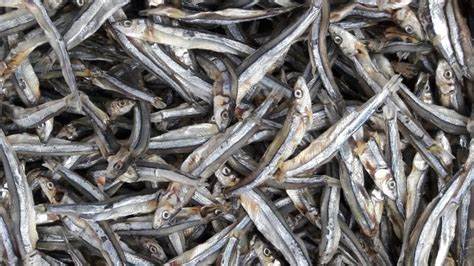 Ndagara Séché Poisson - Kg (Bukavu)