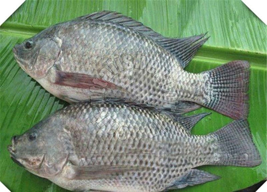 Tilapia Frais - 1 Kg (Goma)