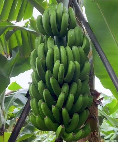 Bananes vertes Ndizi (Bukavu)