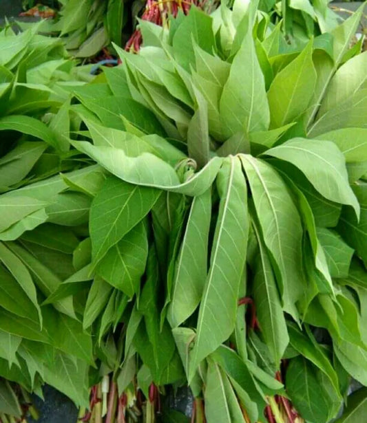 Sombe Mpondu - 1 Tas (Goma)